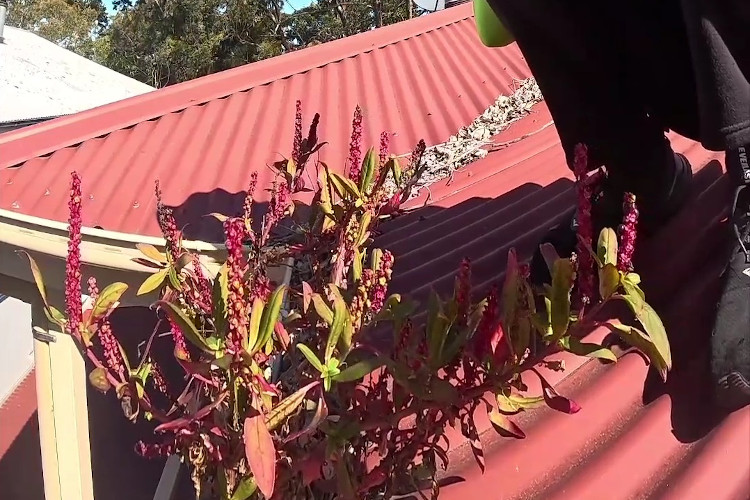Gutter Cleaning Service about to encounter plants in ulladulla _
