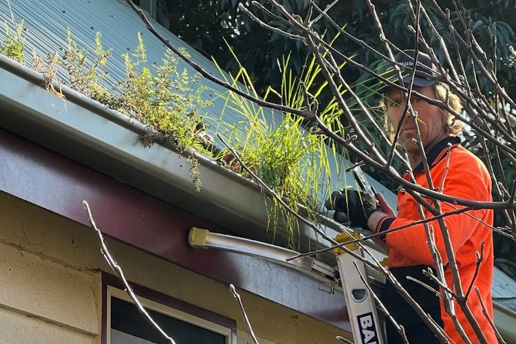 Expert in gutter cleaning services in ulladulla peers through the lush foliage spilling from the gutters.
