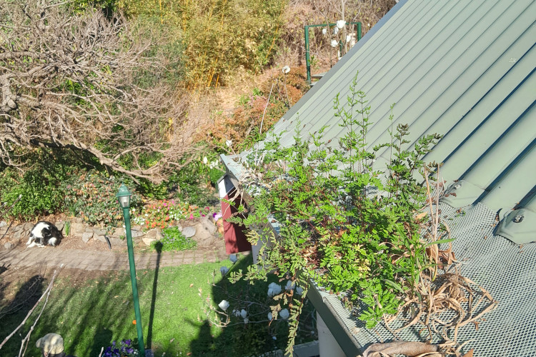 Flourishing plants break through a gutter guard in ulladulla, requiring cleaning soon.
