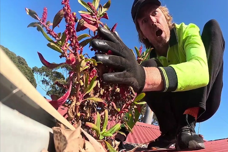 ulladulla gutter cleaner in utter disbelief at the sight of exquisite plants sprouting from the guttering.