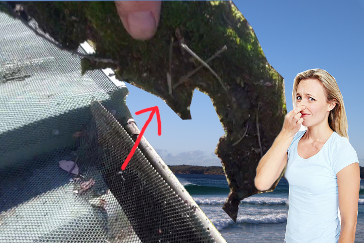 Local Woman Holds Nose as ulladulla Gutter Cleaning Service Clears Moss Under Gutter Guard