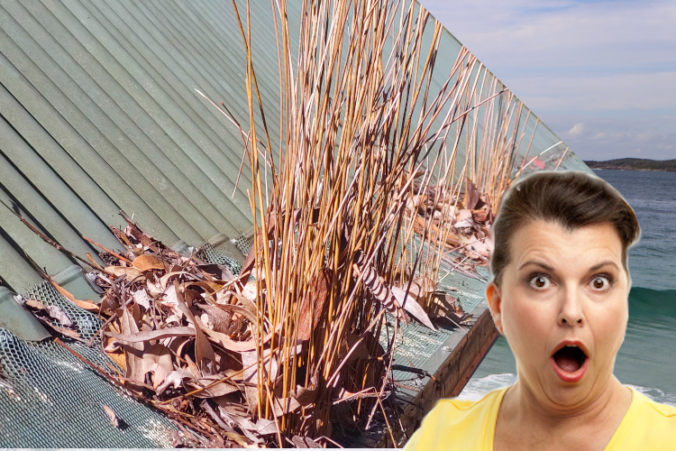 Gutter Guard Botanical Surprise: ulladulla Woman`s Gasping Response